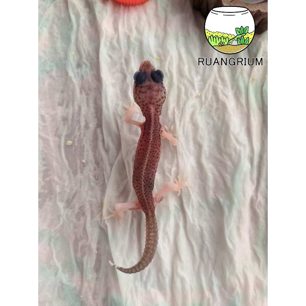 Mainan Leopard Gecko Pied
