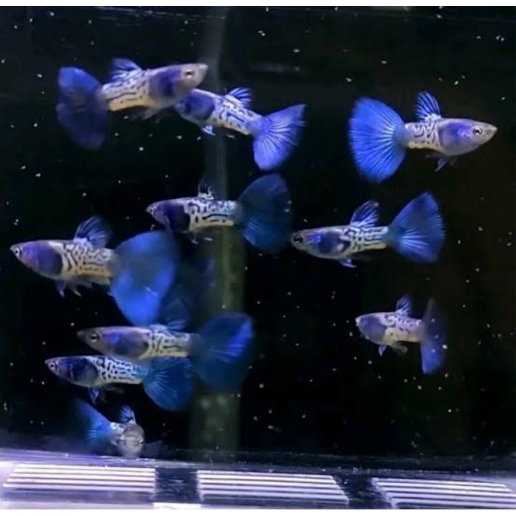 tanaman air guppy mssbt blue tail