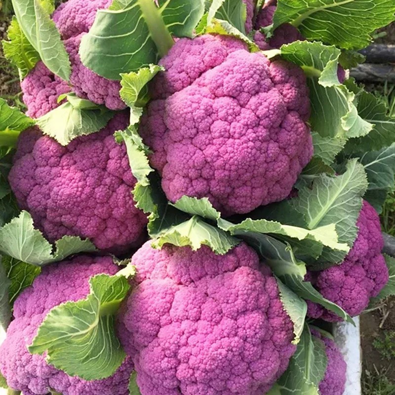 6 benih, biji, bibit brokoli ungu