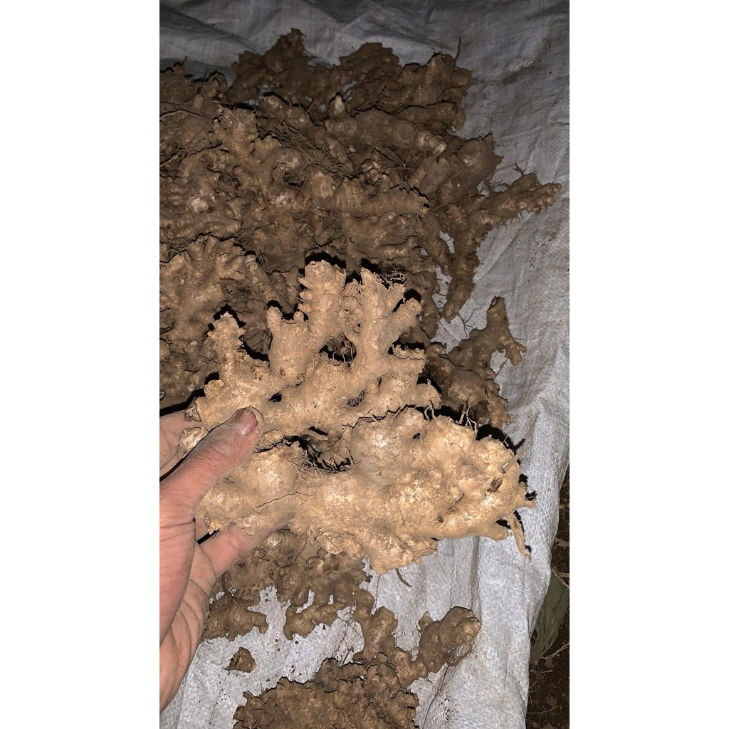 Jahe Full Rempangan Super