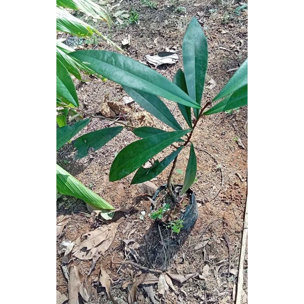 bibit kayu hitam eboni