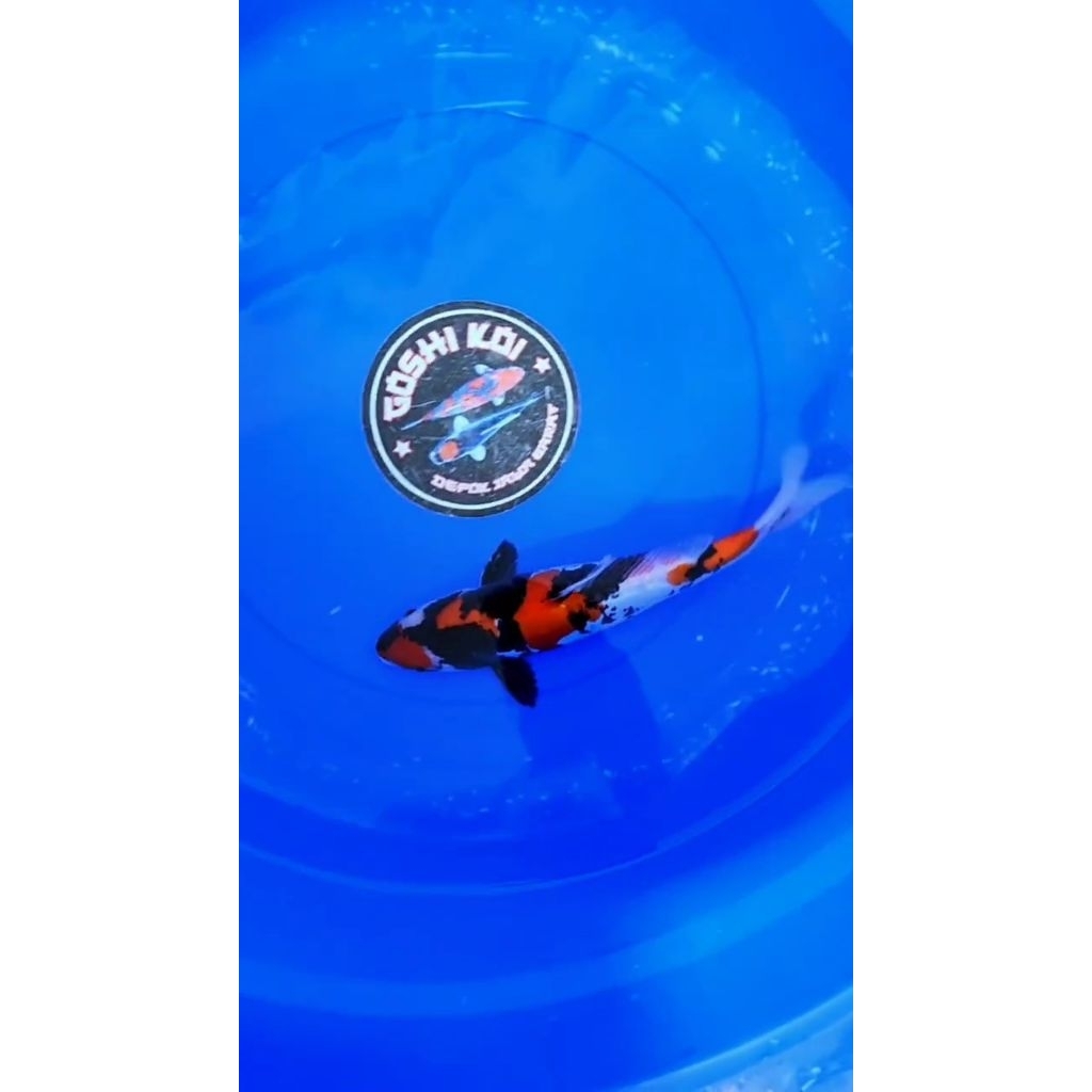 Ikan Koi Blitar Showa Doitsu Male 32cm
