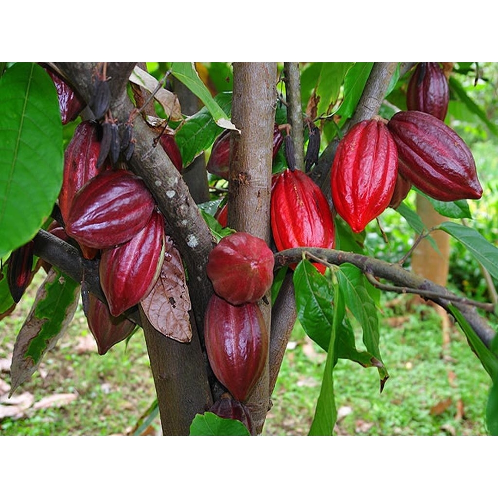 kakao red super unggul benih coklat biji coklat