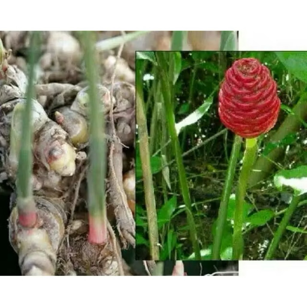 Lempuyang Puyang Fresh Segar 1kg