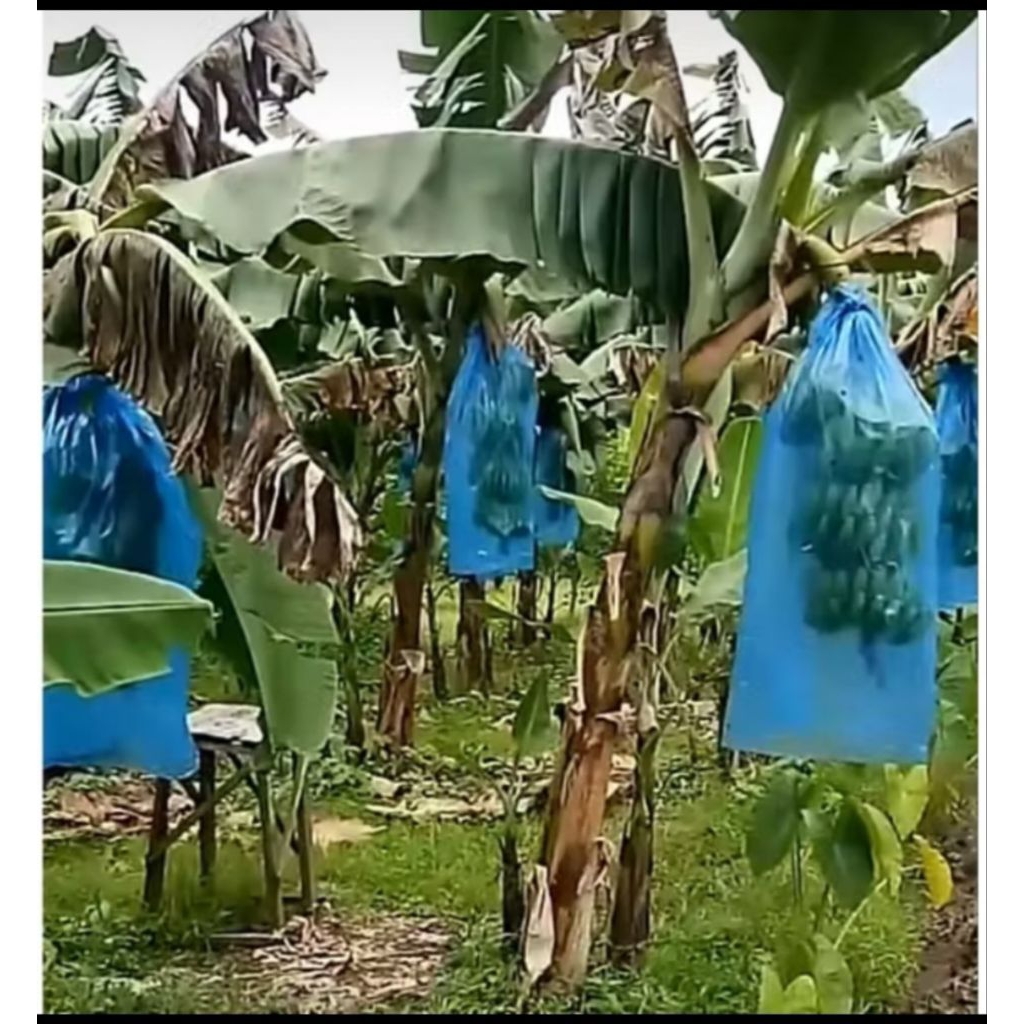 BRONGSONG PLASTIK PISANG CAVENDISH, (berlubang) paket 10kg/200 lembaran.