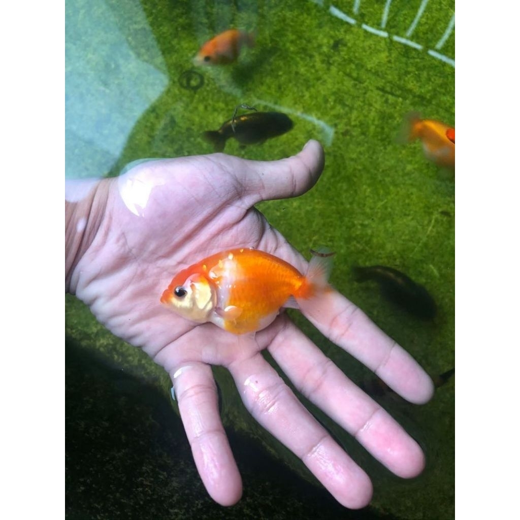 HIASAN- ranchu lionchu/goldfish/hiasan aquascape