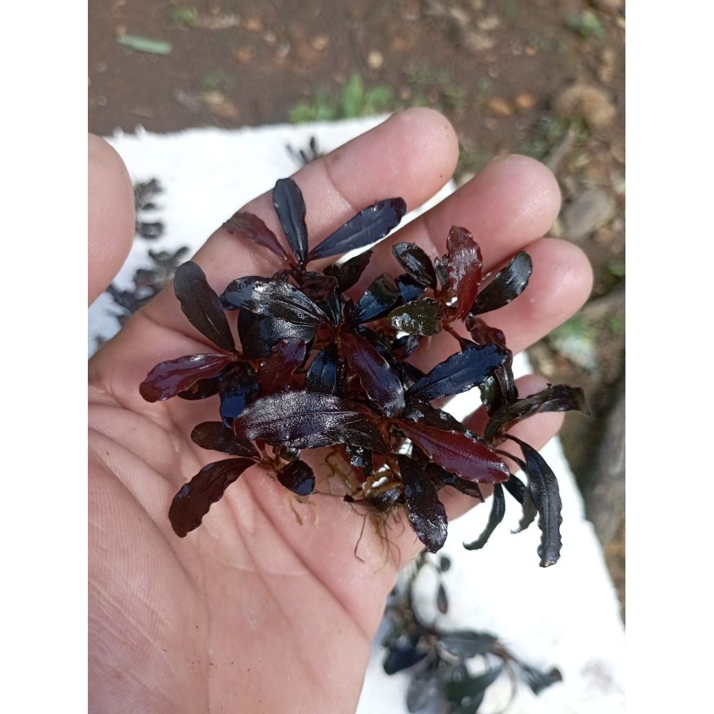Bucephalandra Sherry Tanaman Akuarium Aquascape Paludarium