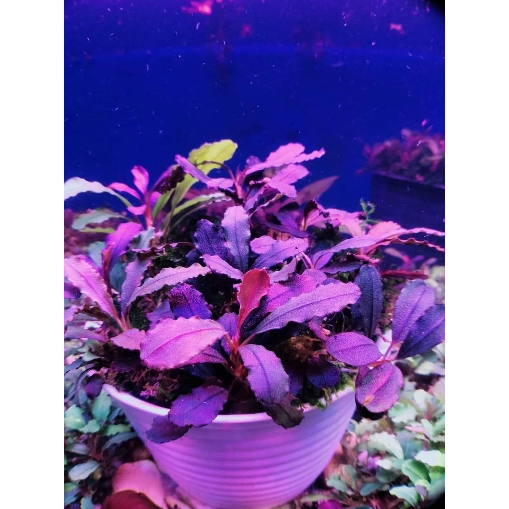 Bucephalandra Brownie Helena Tanaman Akuarium Aquascape Paludarium