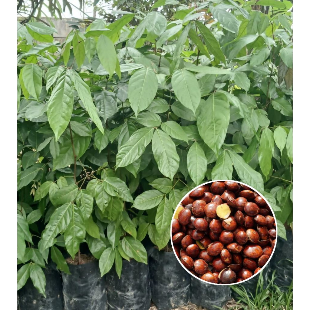 Bibit jengkol okulasi cepat berbuah