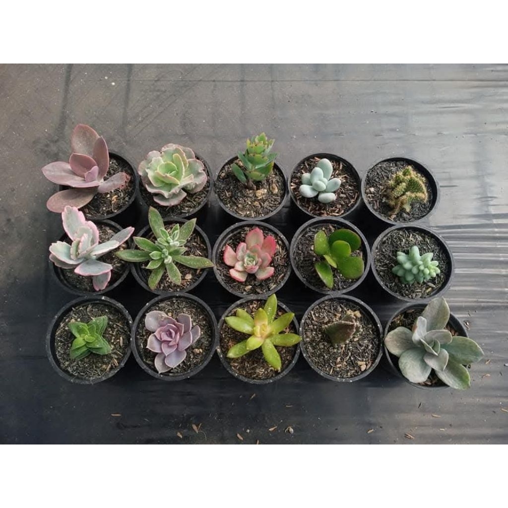 Kaktus & Sukulen Mini Hidup – Souvenir Cantik untuk Segala Acara