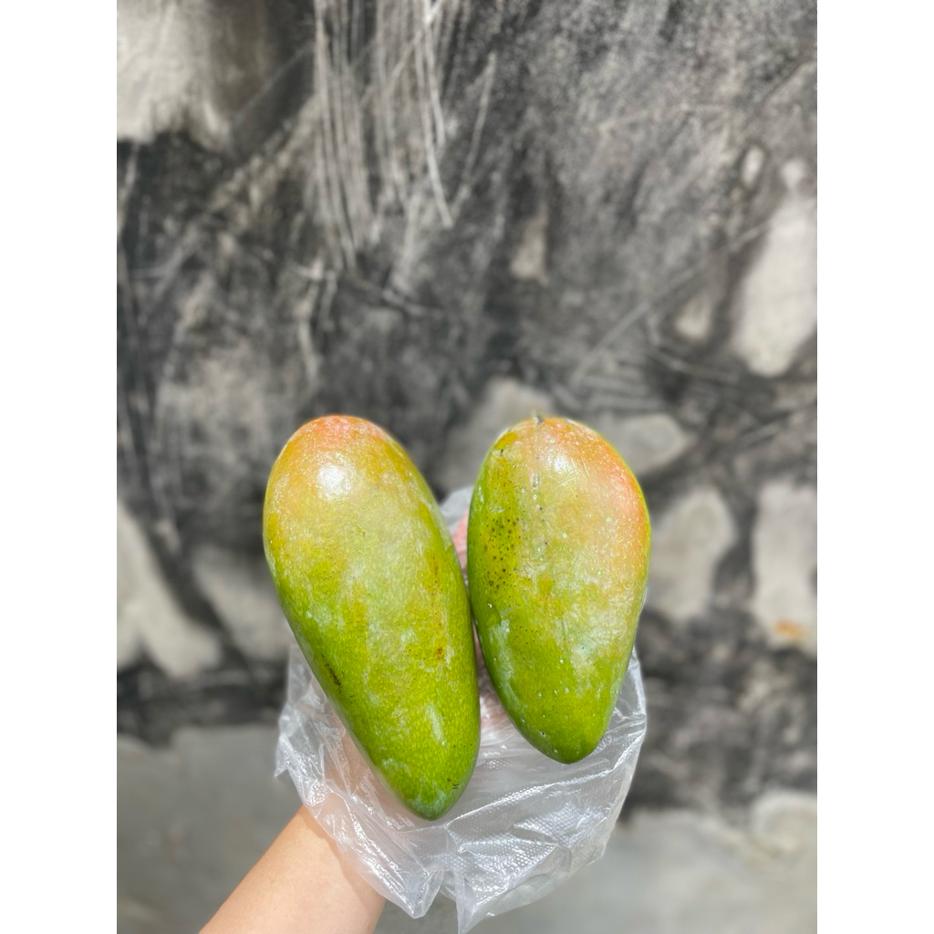 MANGGA KIOJAY THAILAND