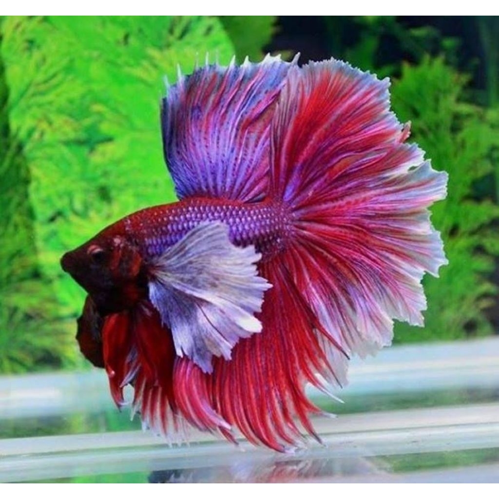(PROMO) Halfmoon Male Rosetail DUMBO/BIG Ear Size Jumbo