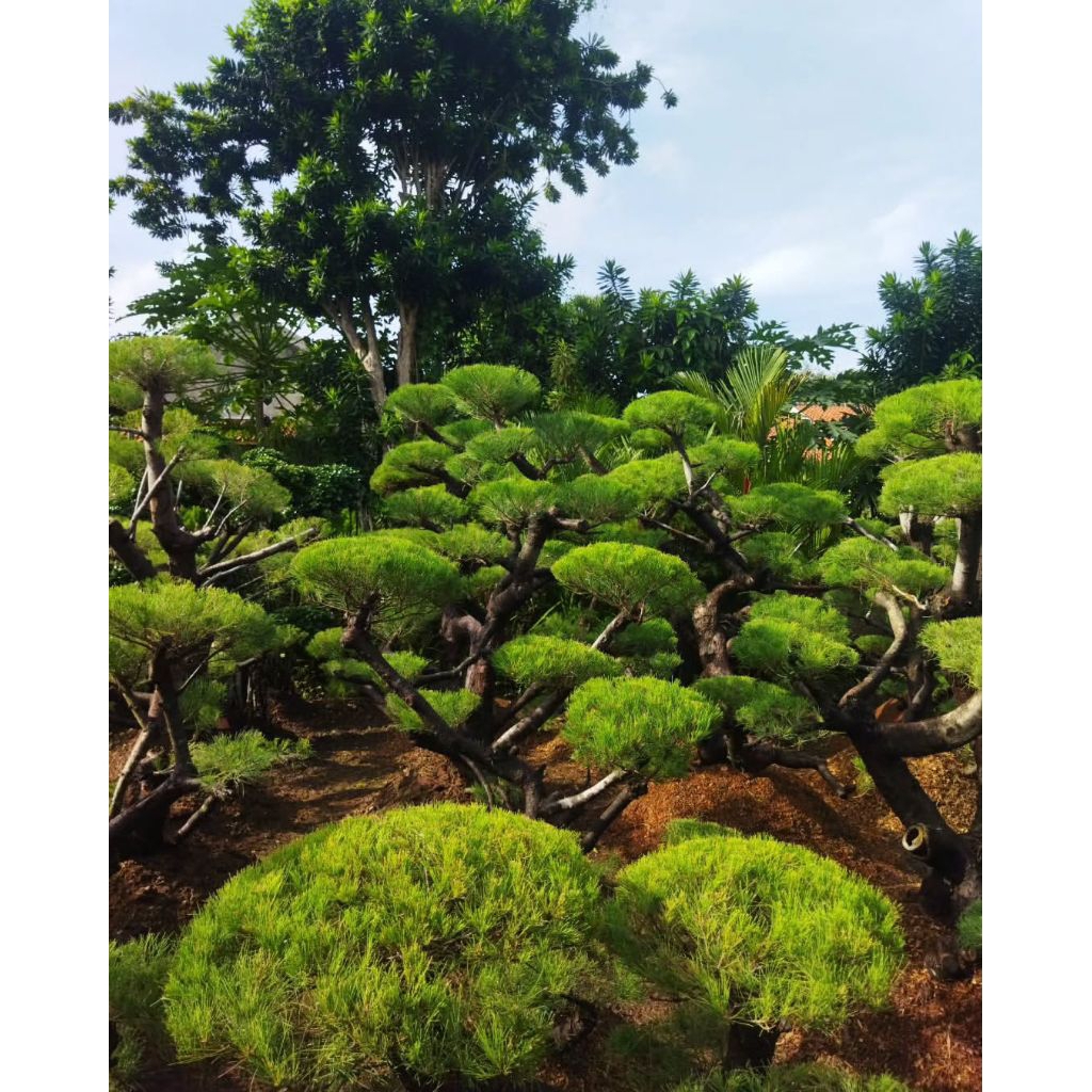 Bonsai Cemara Udang 1,5 meter up