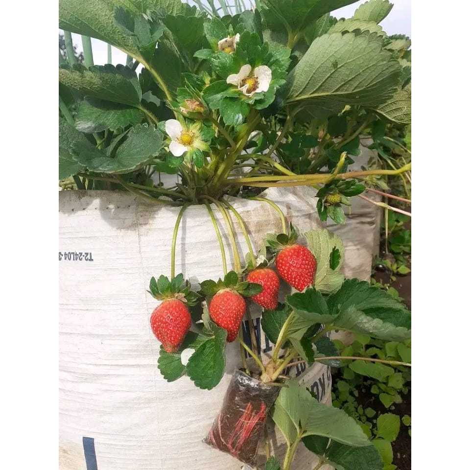 Bibit Strawberry Jumbo besar 5pcs Giant Red Unggul Berbuah Jumbo manis / Bibit Strawberry jumbo Mani