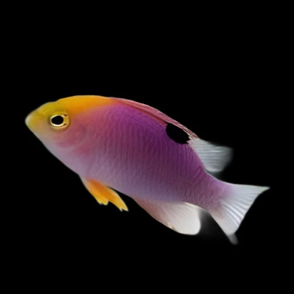 ikan betok bintang malam talbots damselfish laut