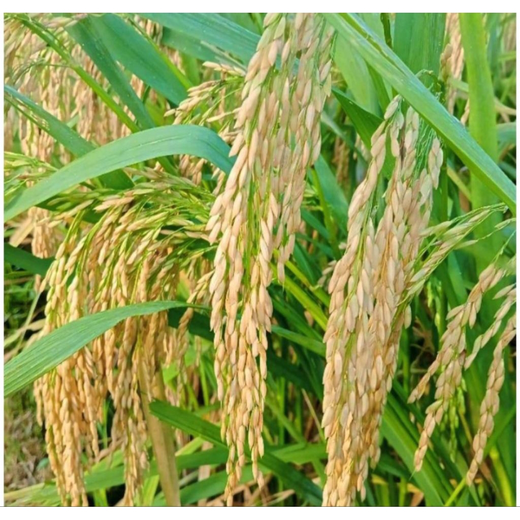 BENIH PADI BERKUALITAS HIBRIDA BRIDANTARA 8 KEMASAN 5KG