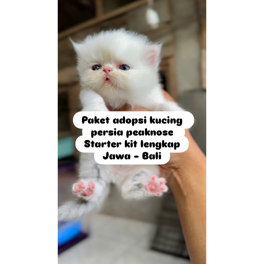 Paket Adopsi Kucing Persia Medium Flatnose Peaknose & Munchkin Lucu Sehat + Starter Kit Lengkap Jawa