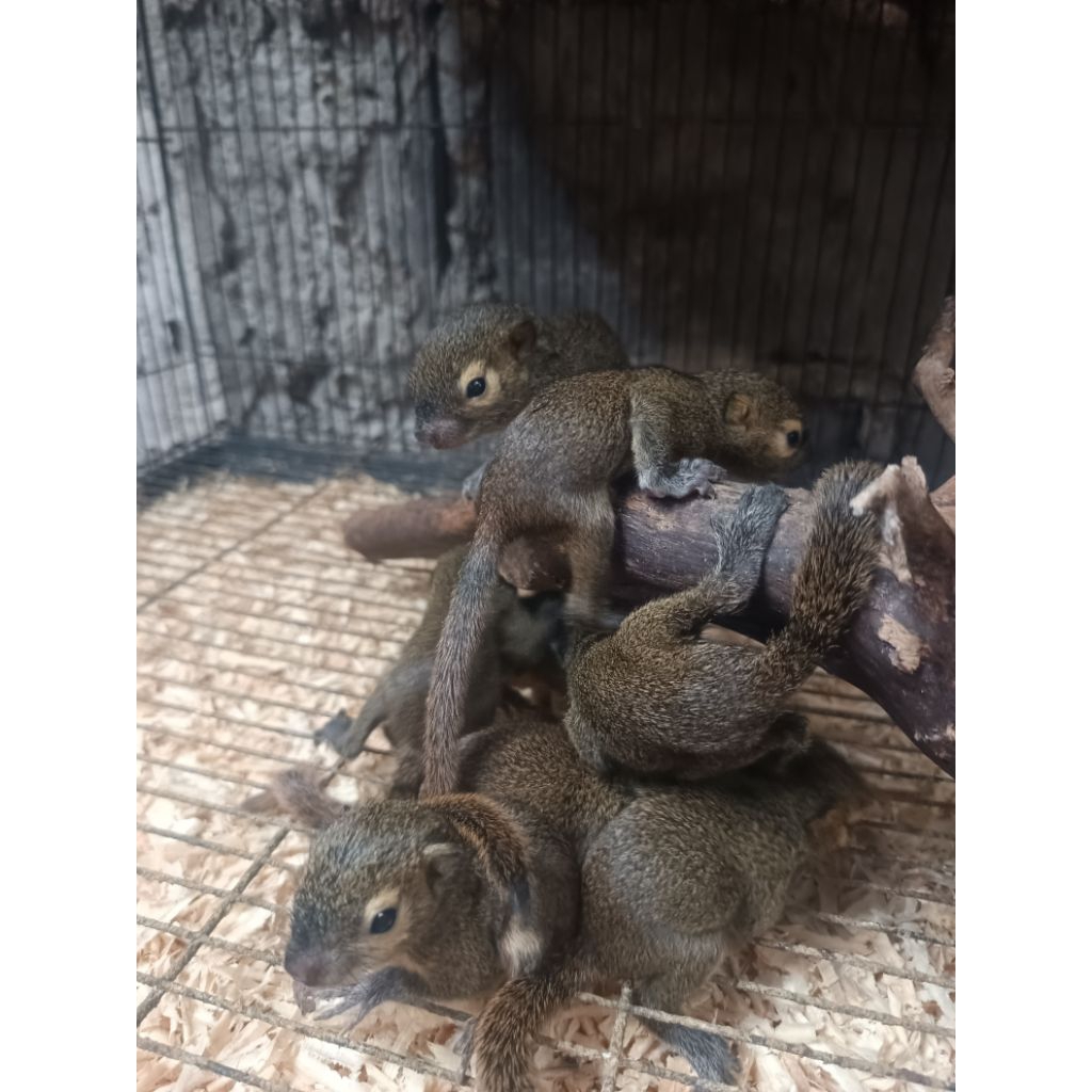 TUPAI/SQUIREL KELAPA ANAKAN