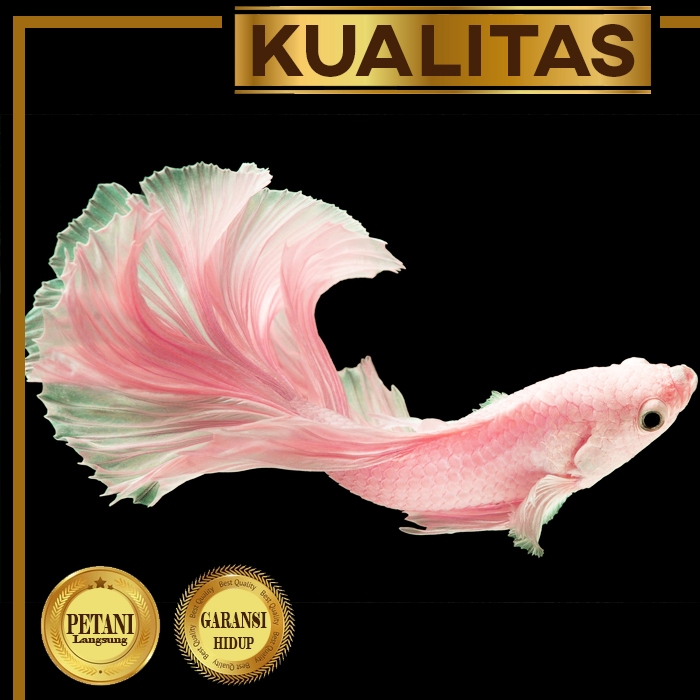 Cupang Giant Pink Jantan Rosetail Ikan Hias Air Tawar Hiasan Aquarium Tanaman Aquascape
