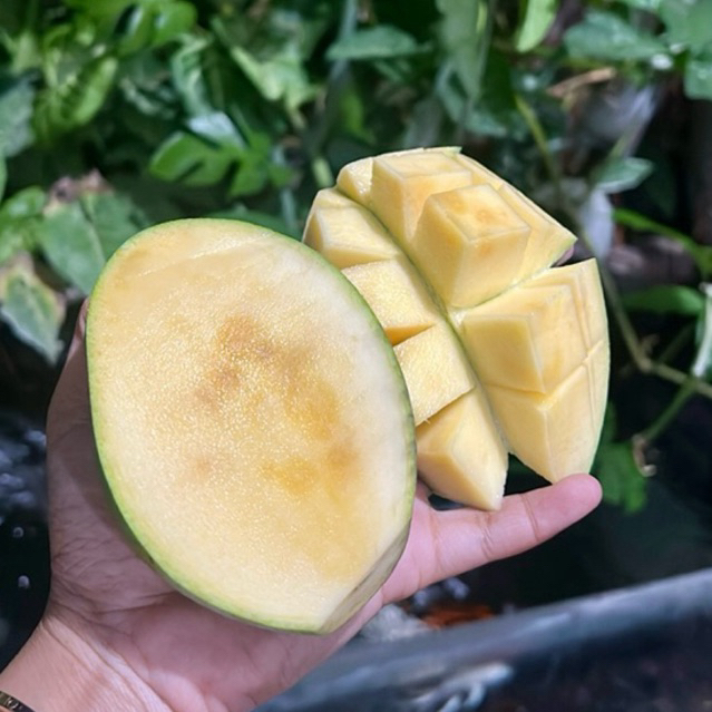 MANGGA MANALAGI - KARTON 5kg (Asli Probolinggo)
