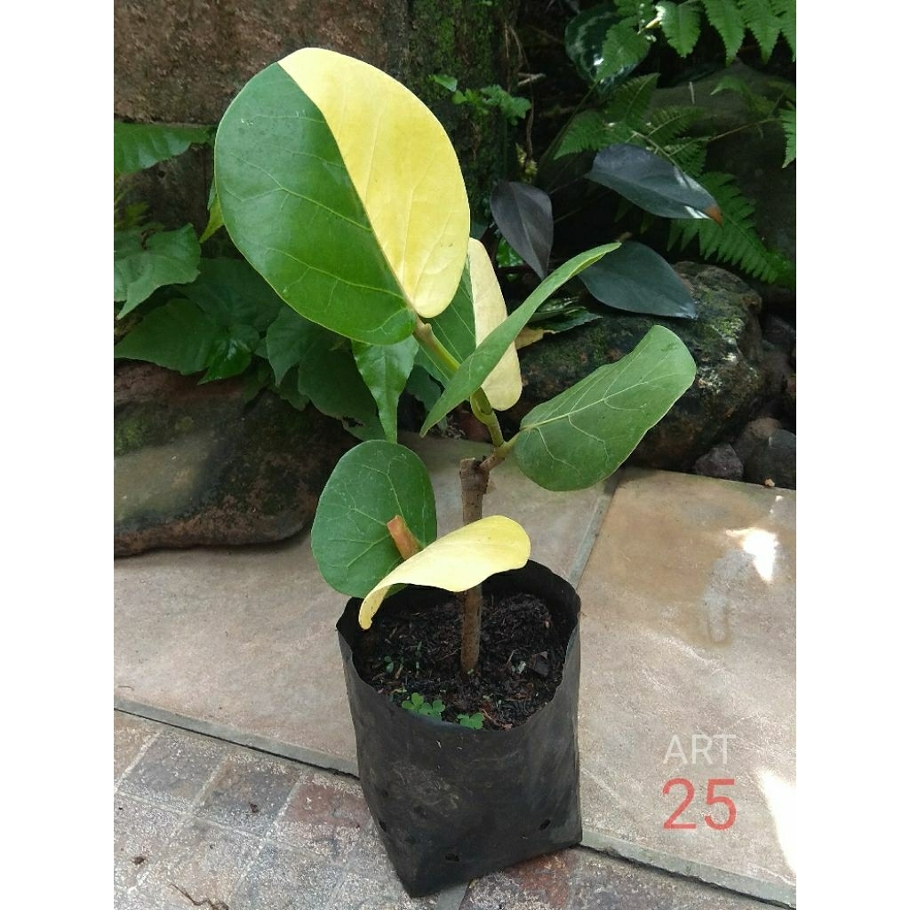 Coccoloba Uvifera Variegata Anggur Laut Varigata Sesuai Foto