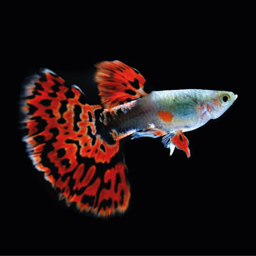 sepasang indukan Guppy Red Mozaik hiasan aquarium