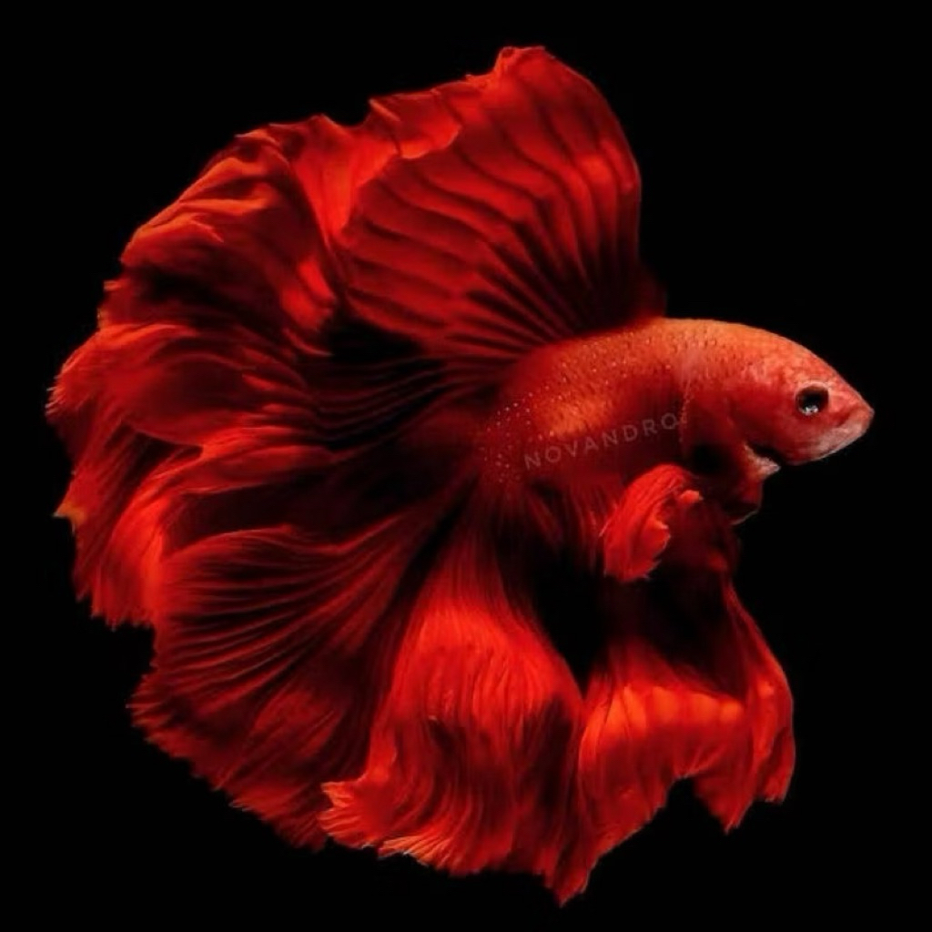 hiasan aquarium sepasang cupang halfmoon super red