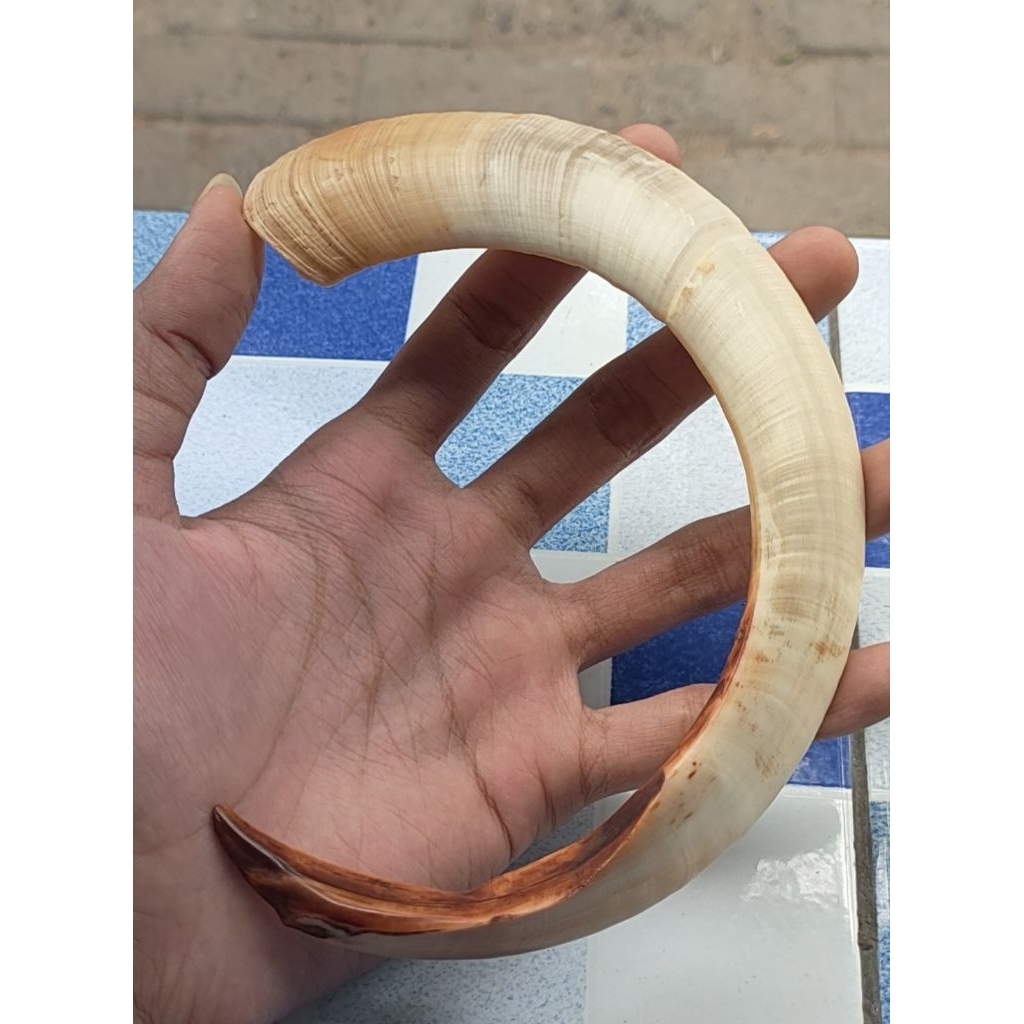 Liontin taring babi asli jumbo istimewa