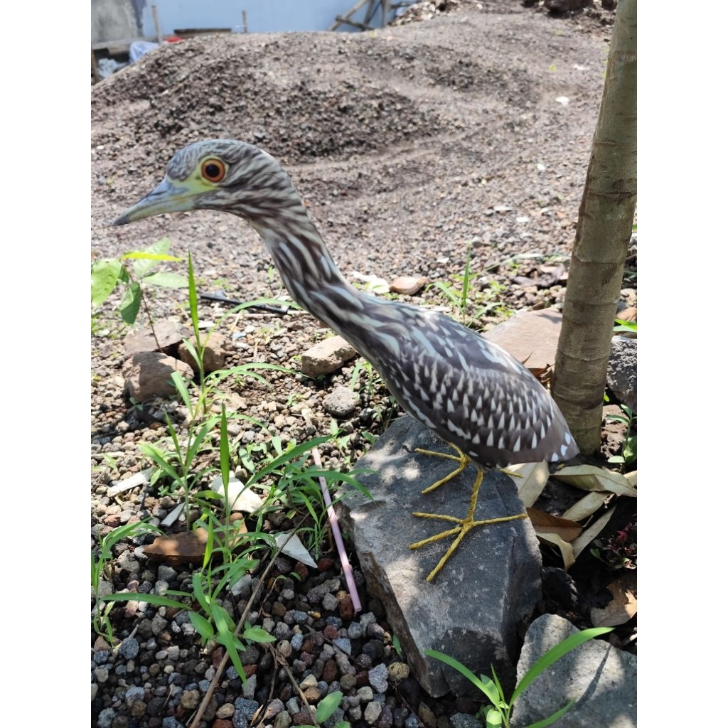 Jontrot burung goak coklat rawa / patung boneka manuk koak mirip aslinya bahan spon