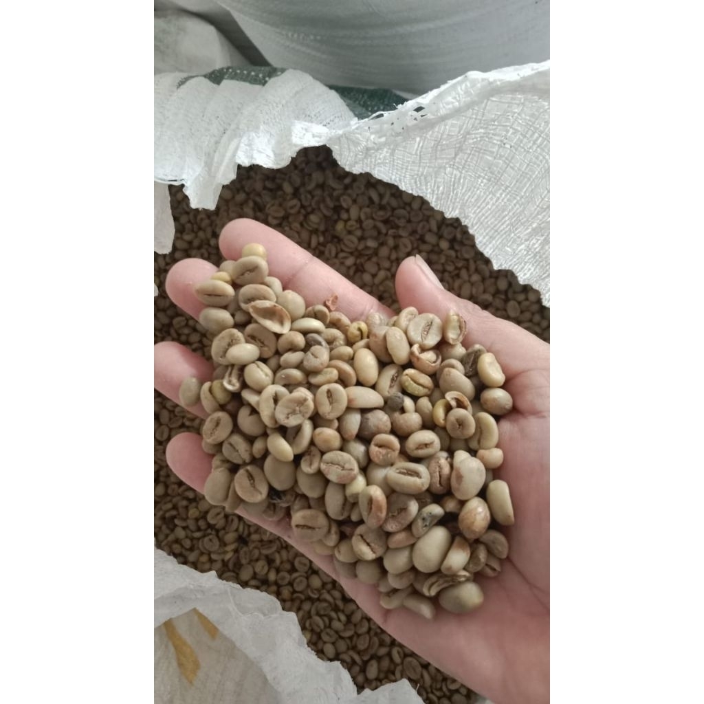 Biji Kopi Mentah 1KG / Biji Kopi
