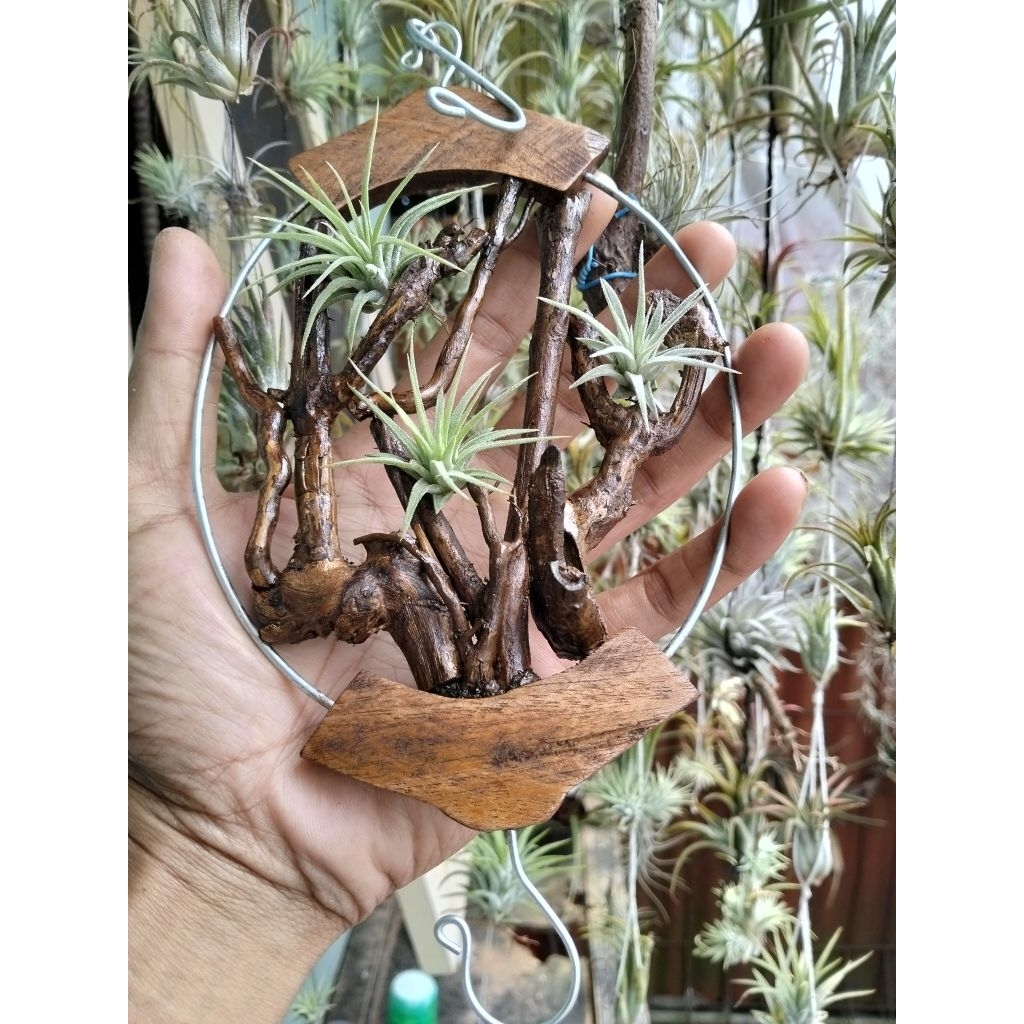 gantungan tanaman hias bulat akar