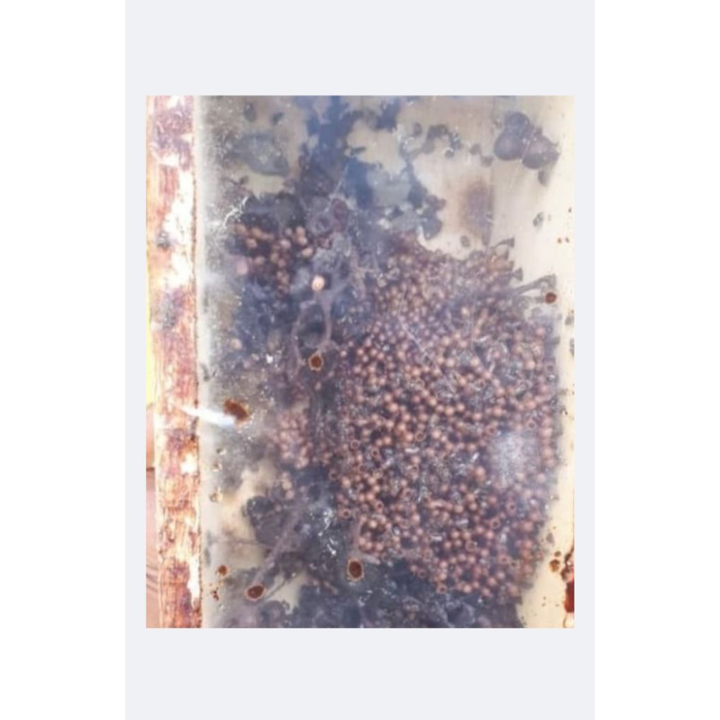 Lebah klanceng/bibit klanceng/Leavicep/kelulut/teuweul