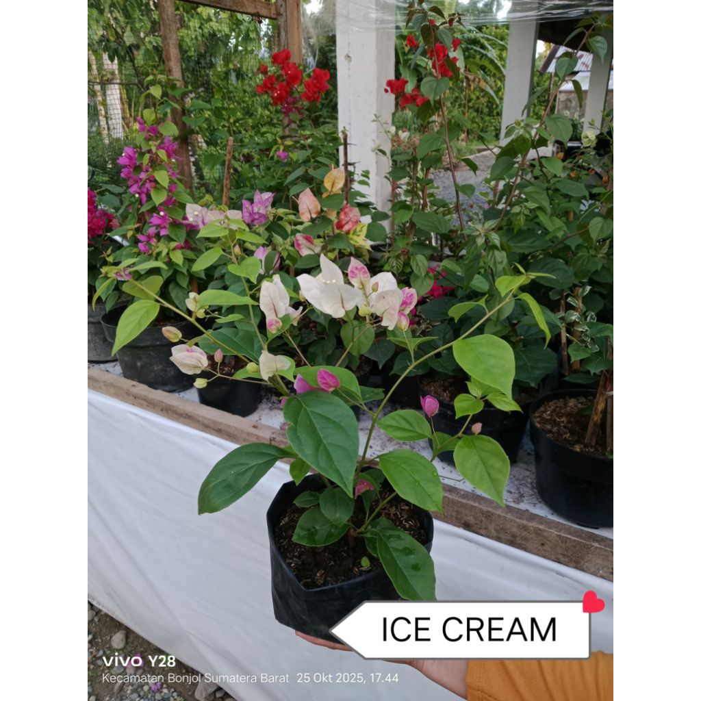 Bougenville/Bunga Kertas ID : ICE CREAM