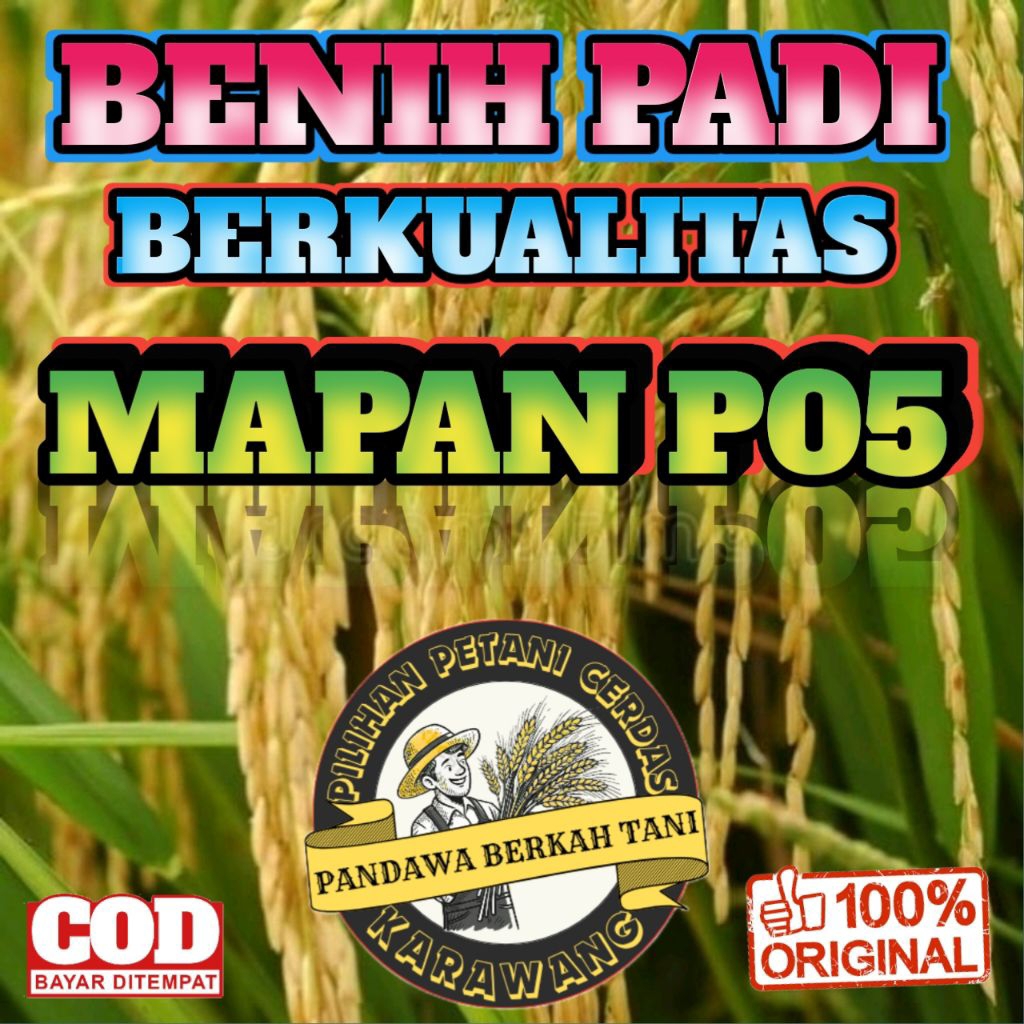 BENIH PADI UNGGUL MAPAN P05 BERKUALITAS ORIGINAL KEMASAN 5KG