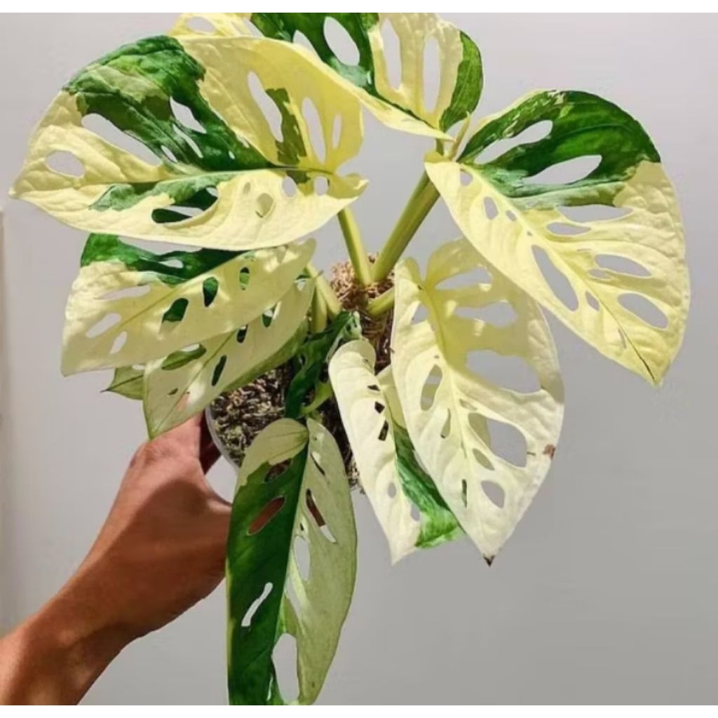 Tanaman janda bolong varigata spesial / janda bolong termurah