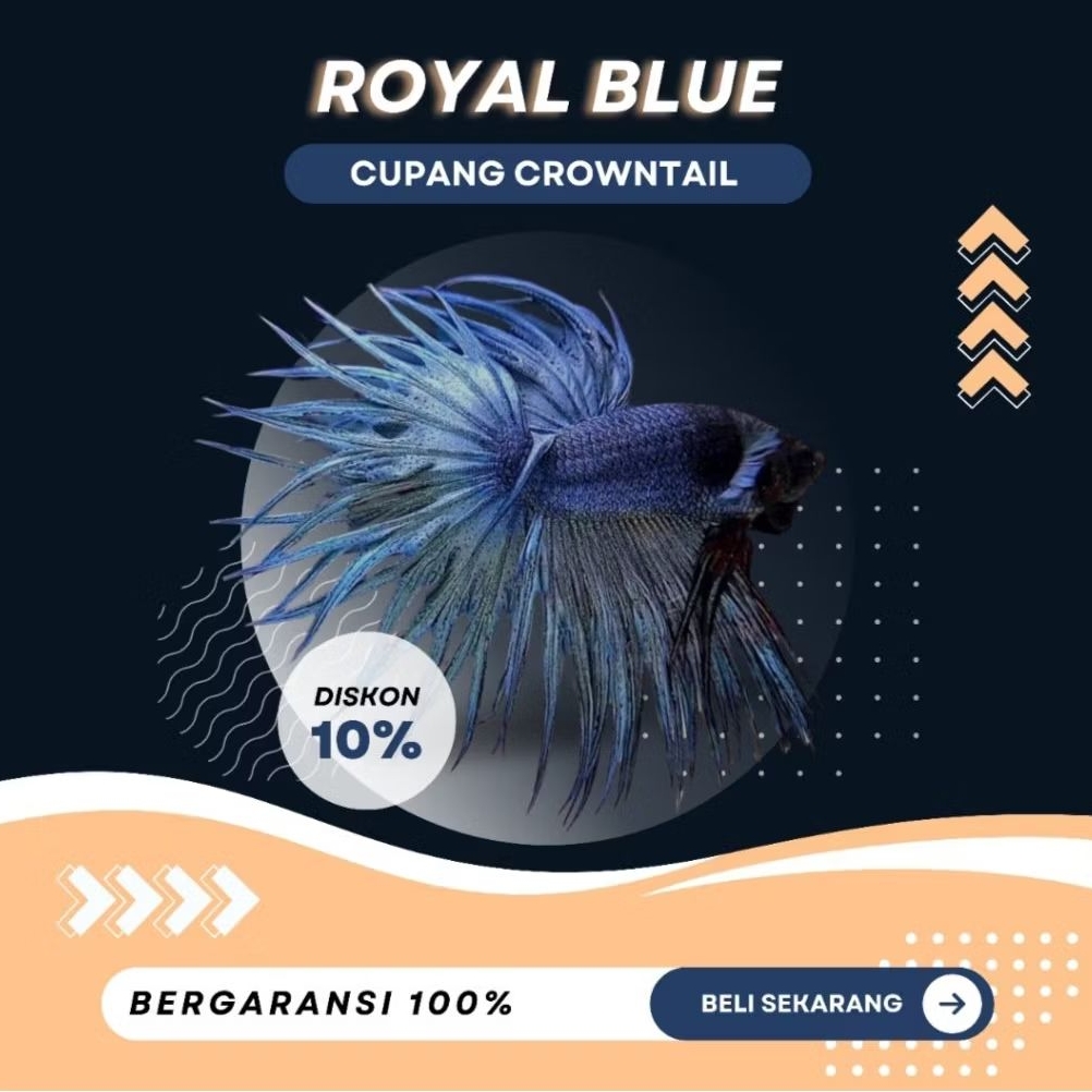 [CT] Cupang Crowntail Royal Blue | TOP GRADE | IKAN HIAS | NEW | REALPICT