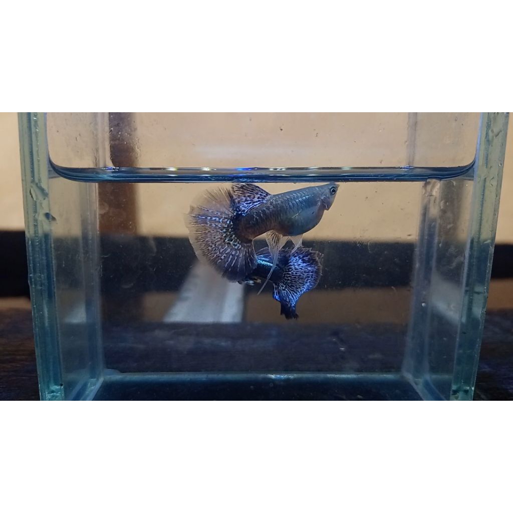 hiasan aquarium ikan Guppy blue dragon halmoon big dorsal ribbon