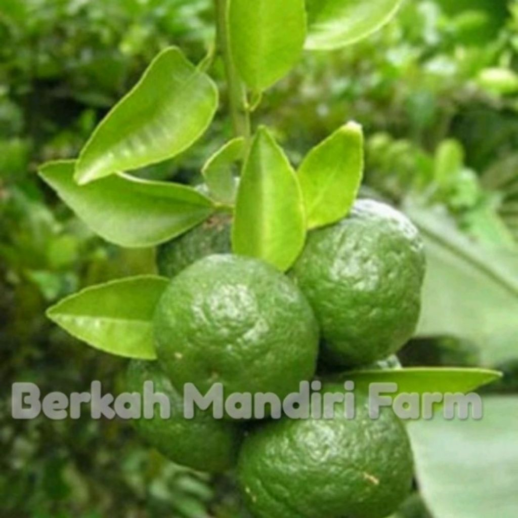 tanaman jeruk limau