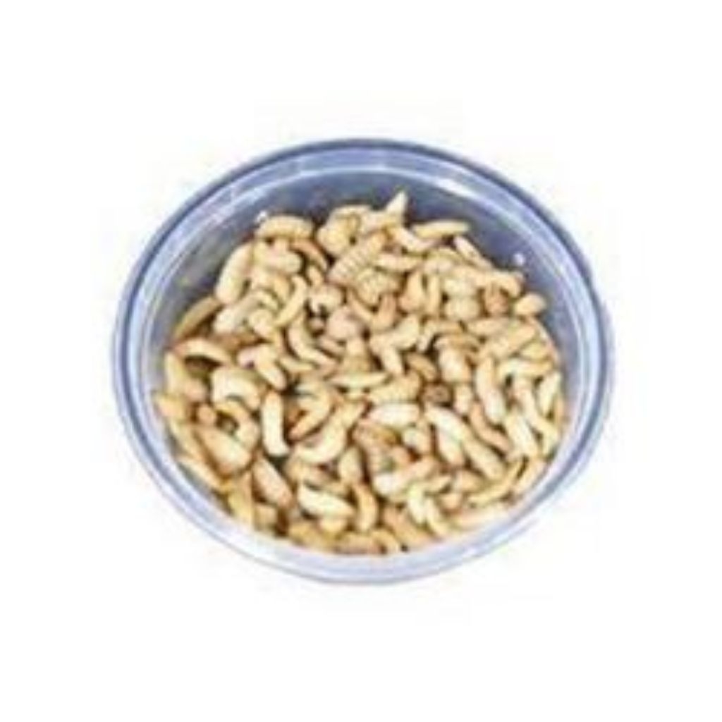 Magot hidup Cup 200 ml