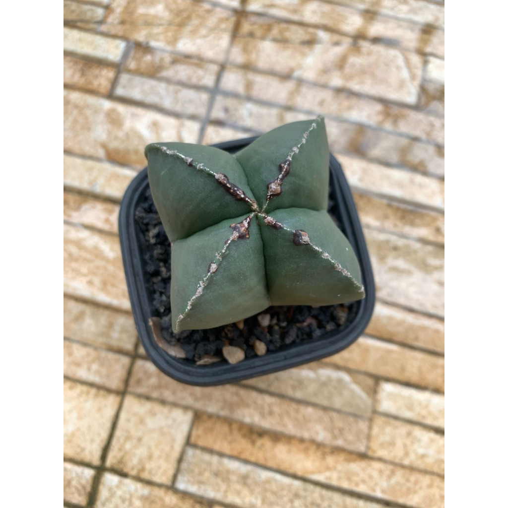 Astrophytum myriostigma | Kaktus | Kaktus astro