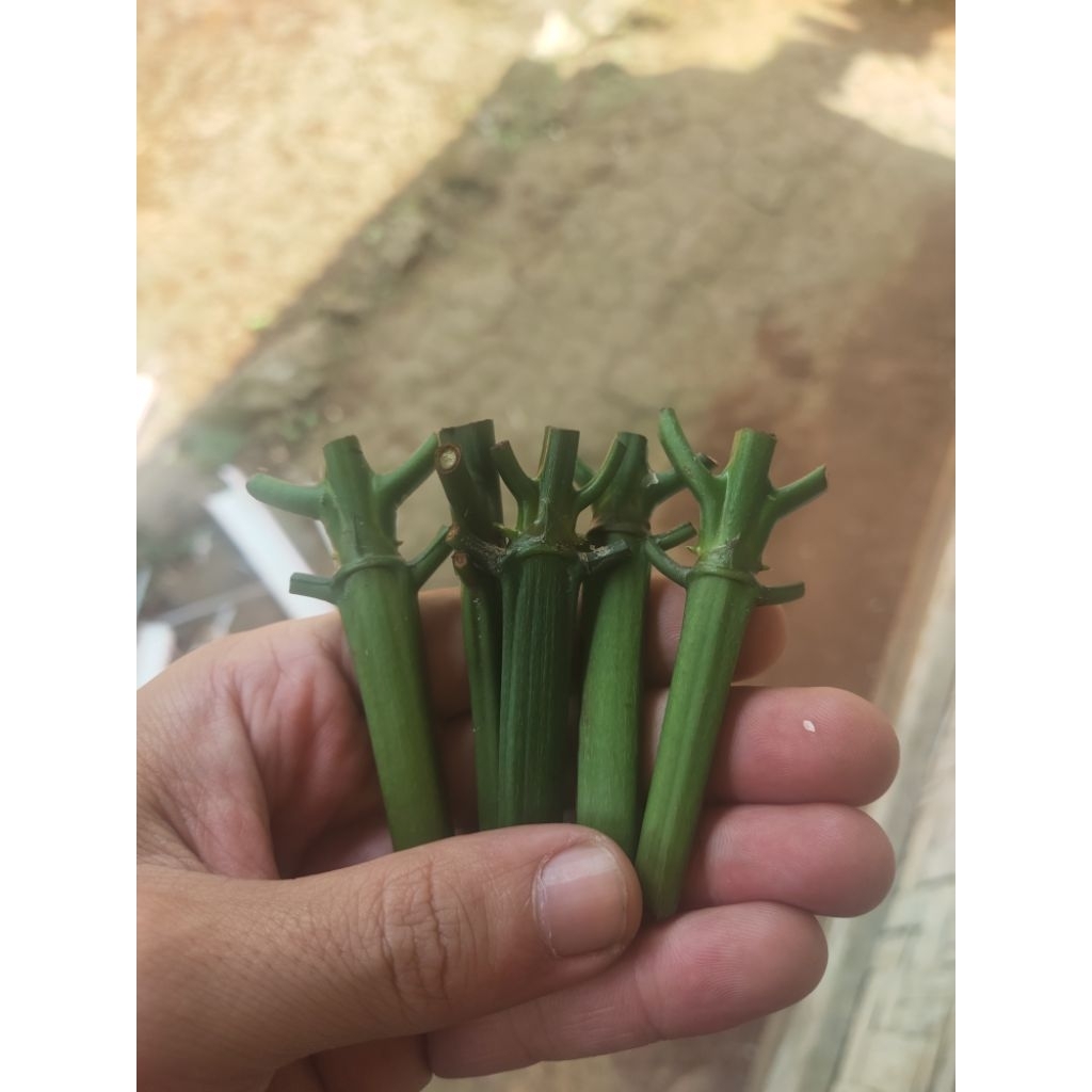 25 stek entres kopi arsyad klon bagio raja entres kopi