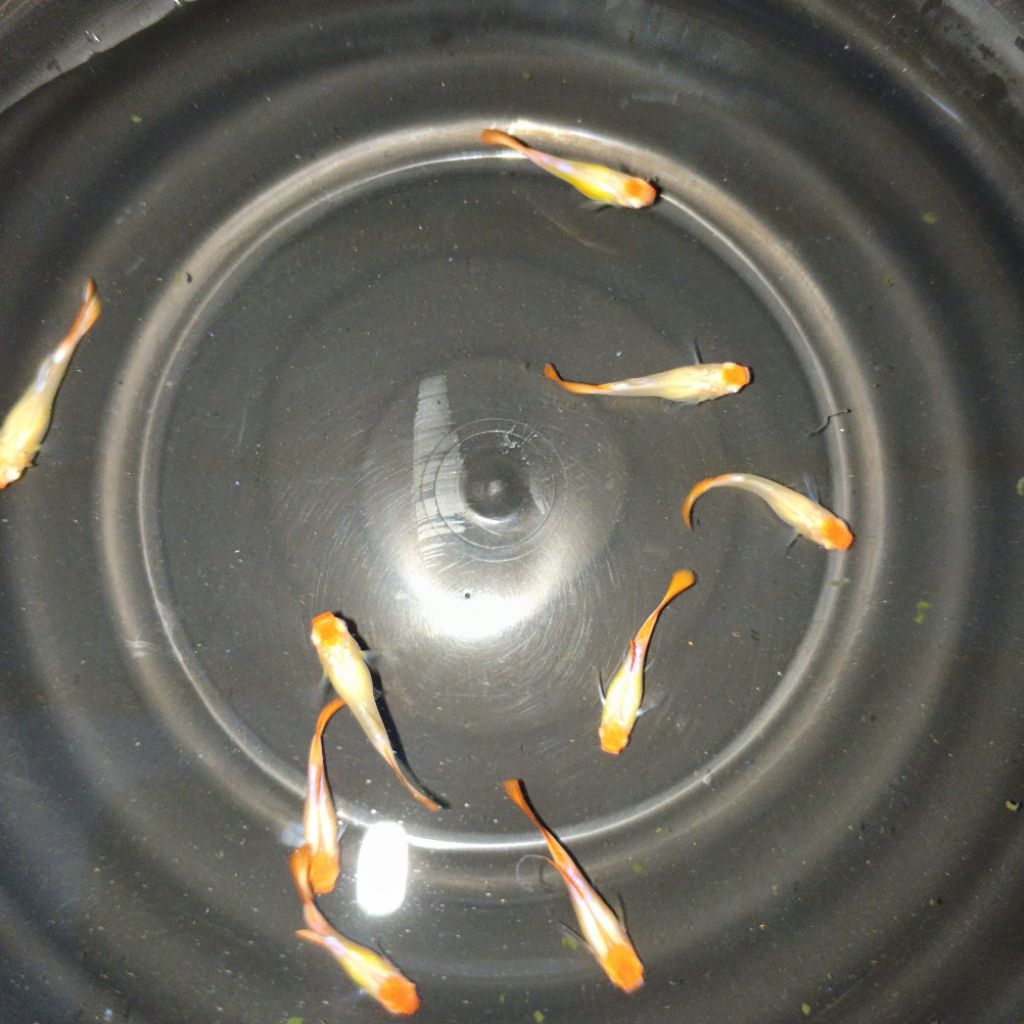Hiasan Aquarium Guppy ALBINO Platinum Red Tail Koi