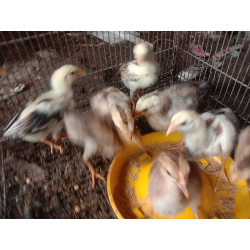 DOC Bangkok x Pama / anakan ayam Bangkok jantan dan betina pama (jalan 4 Minggu)