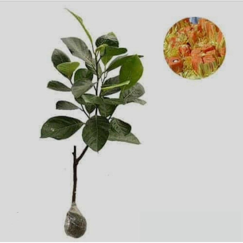 bibit nangka merah manis dan besar tinggi 1meter