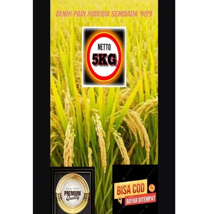 Benih Padi Hibrida Merk SEMBADA 989
