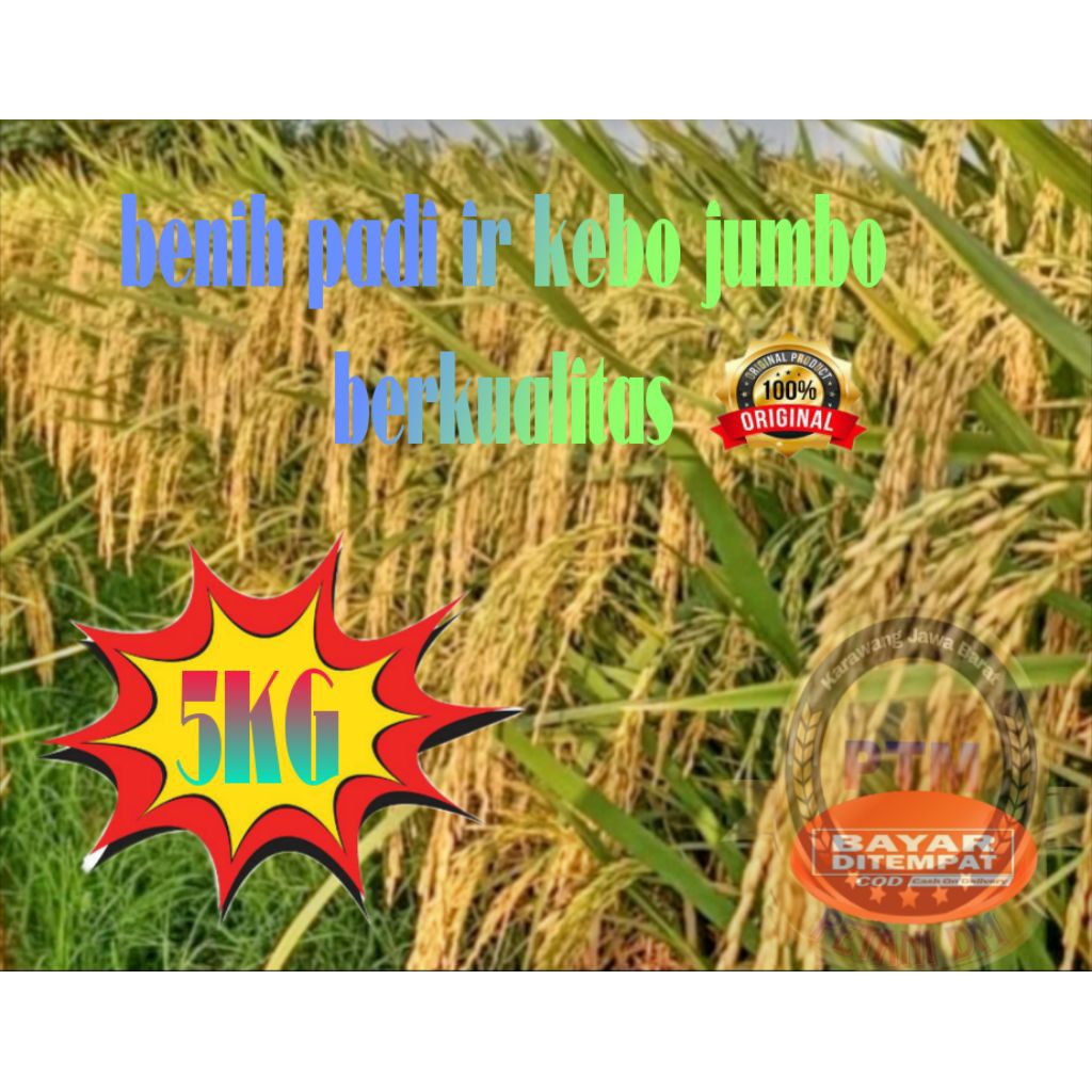 BENIH PADI IR KEBO JUMBO BERKUALITAS KEMASAN 5KG