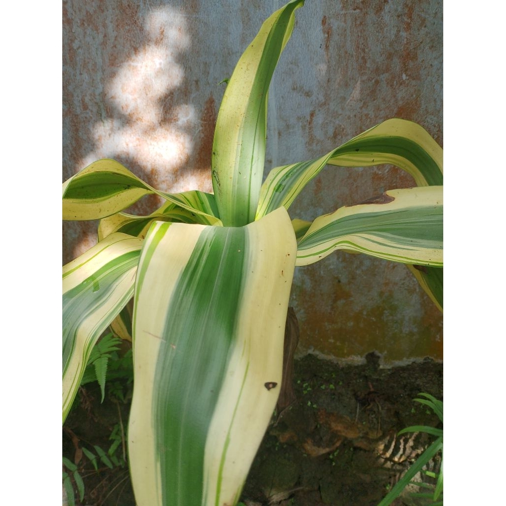 hanjuang /tanaman hanjuang