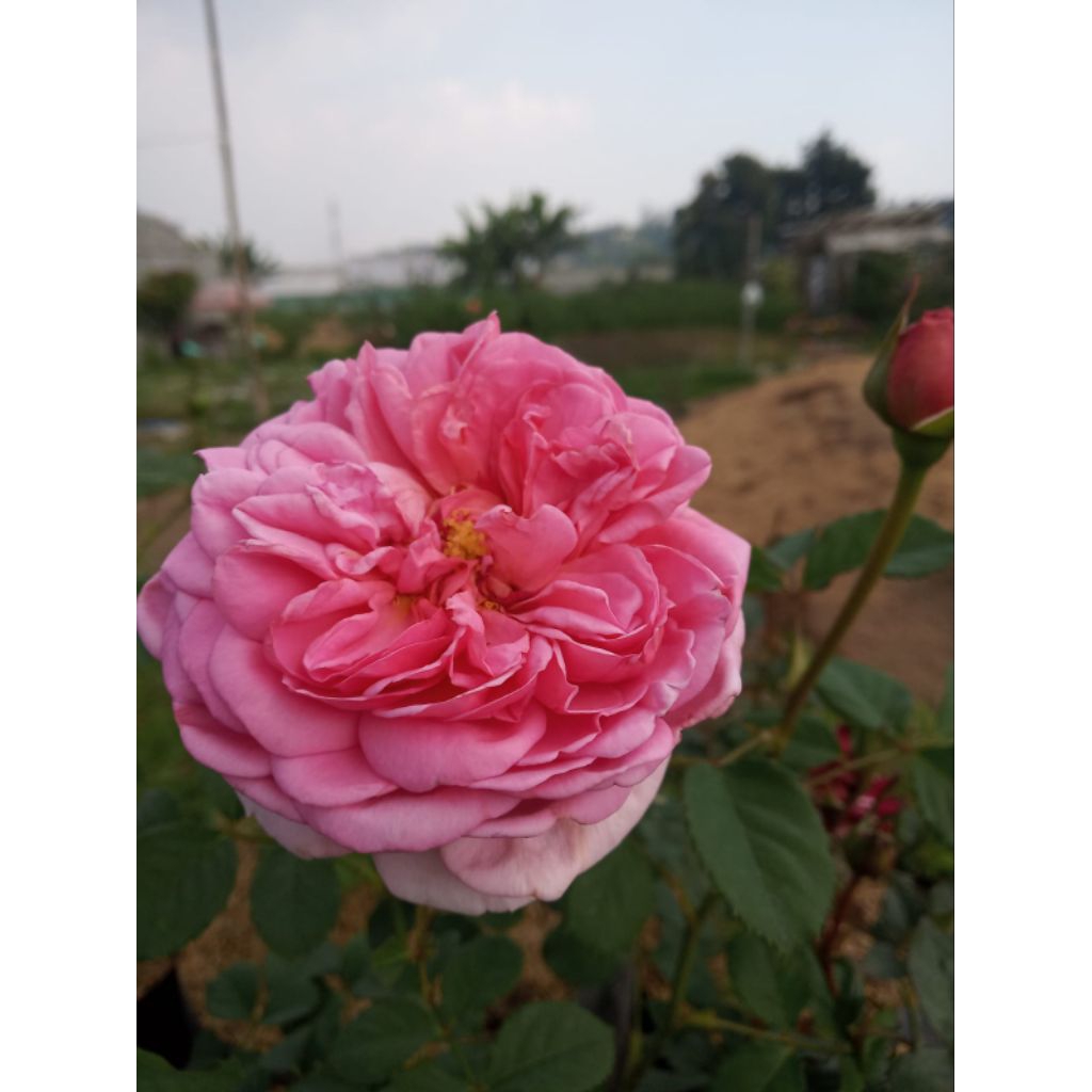 paketan mawar rambat cristoper wangi