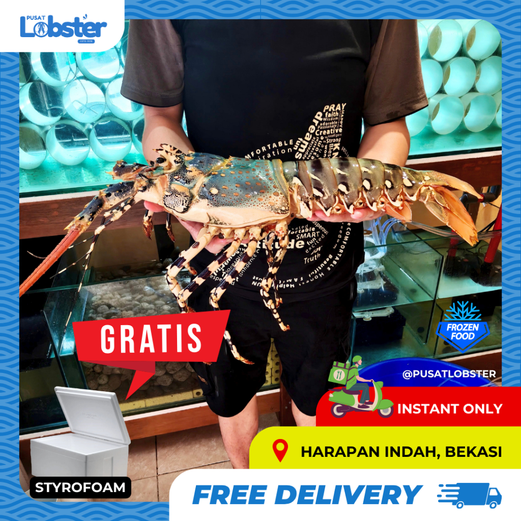 Lobster Mutiara Laut Premium Frozen Jumbo 1–5KG/Ekor – Segar, Manis, dan Berkualitas