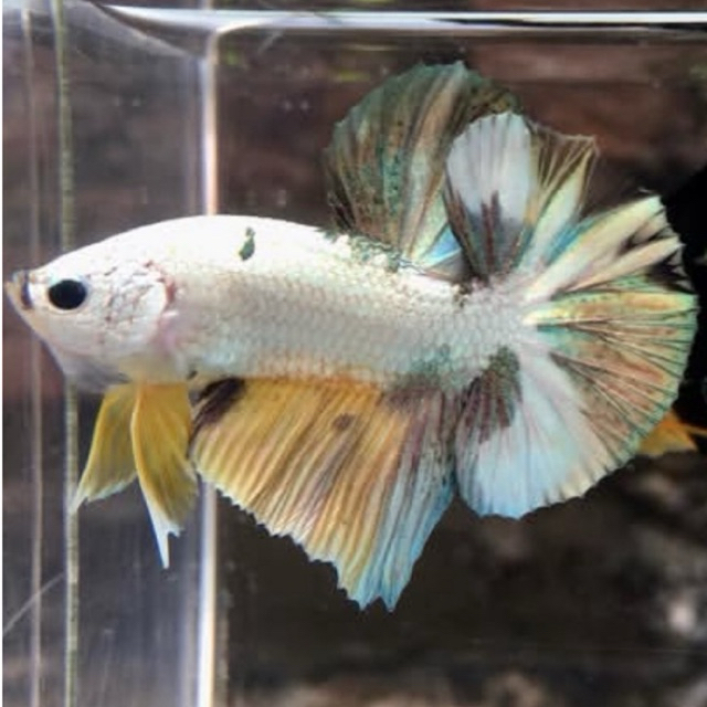 ikan cupang marbel bagus